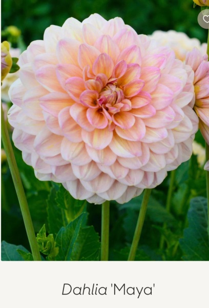 Is anyone ready to be excited about dahlias yet?