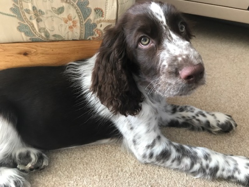 To have fallen in love with a puppy