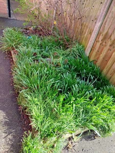 Help...flower bed is the local cat toilet! Pic attached