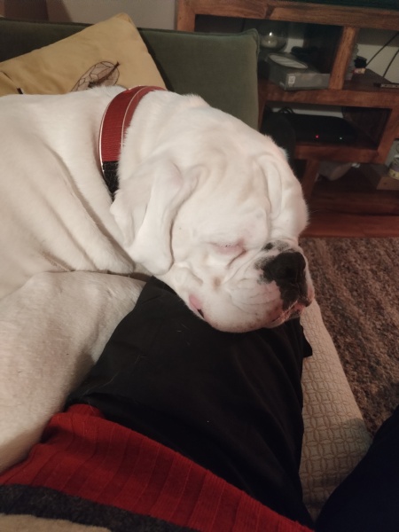 A dog photo thread - please share your pics