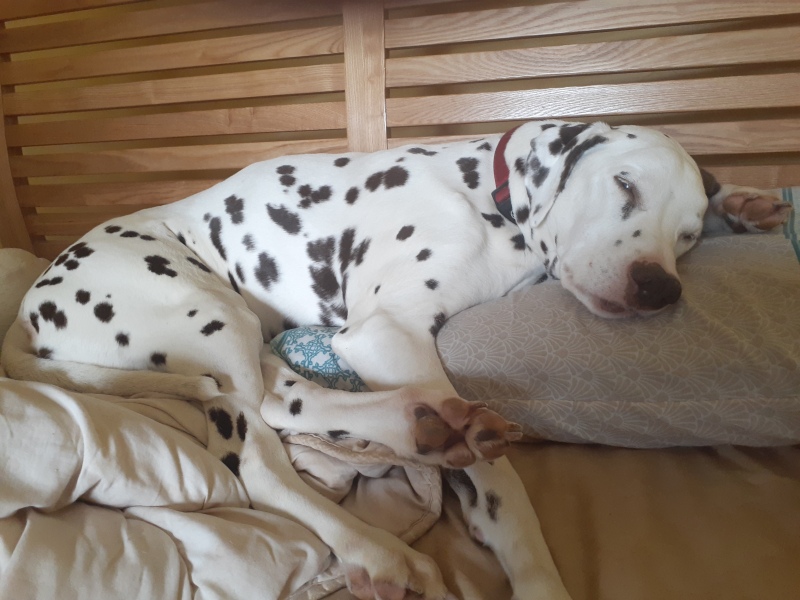 To let my dog's tail heal on its own?