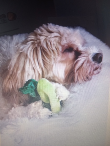 A dog photo thread - please share your pics