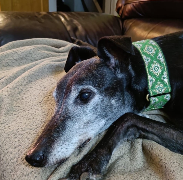 A dog photo thread - please share your pics