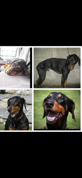 A dog photo thread - please share your pics