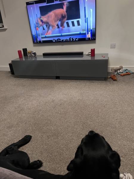 To wish crufts would go back to being a dog show …