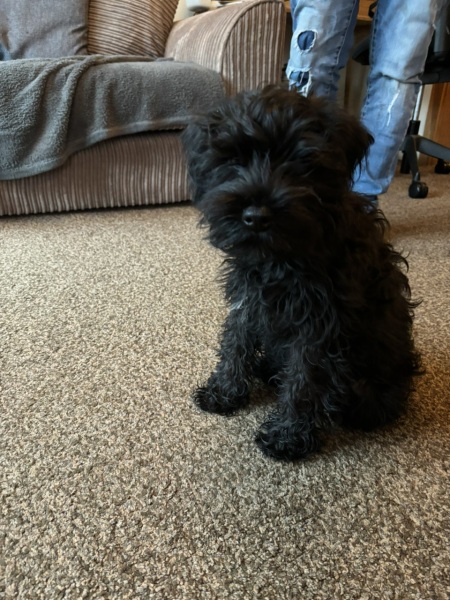 Puppy needs a name!