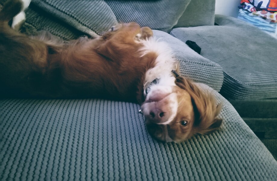 Puppy Survival Thread for New and Old Pups - Spring is around the corner!