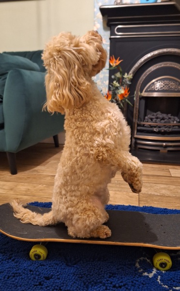 A dog photo thread - please share your pics