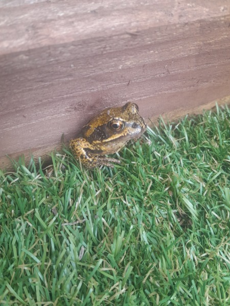 Frogs and toads near you - have they come out of hibernation yet ?