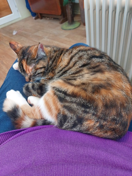Machiavellian Misbehaviour- the Excellent Cats Deny Everything