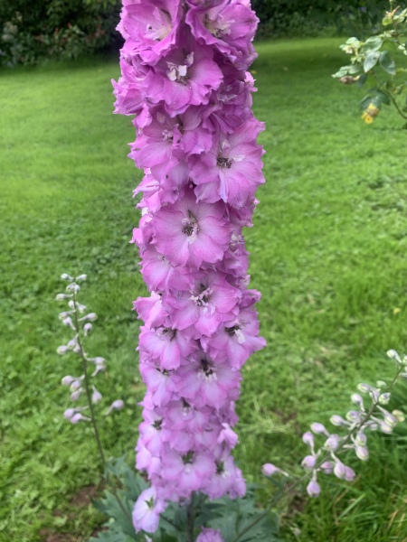 Like Foxgloves but not poisonous?