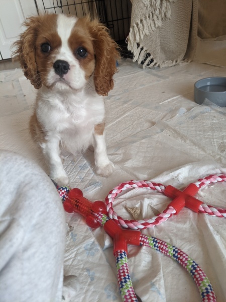 Puppy Survival Thread for New and Old Pups - Spring is around the corner!