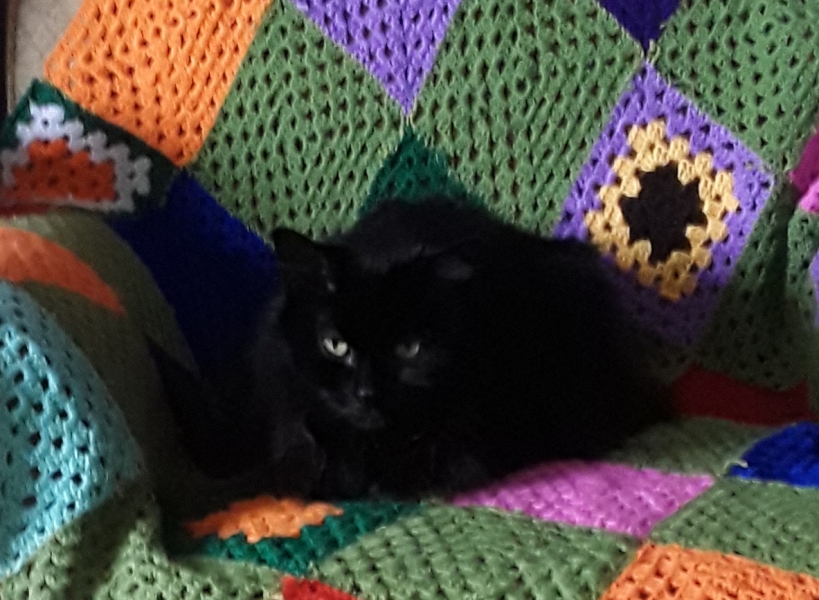 Eye ulcer.  Cat depressed, any suggestions?