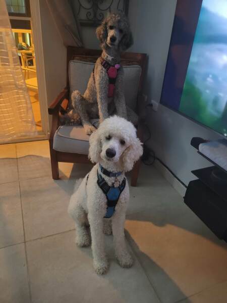 Don’t get a dog