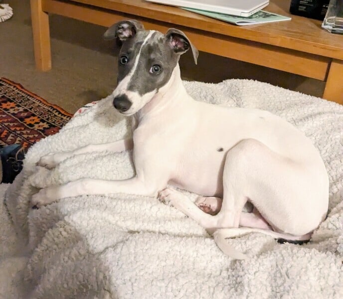 Puppy Survival Thread for New and Old Pups - Spring is around the corner!