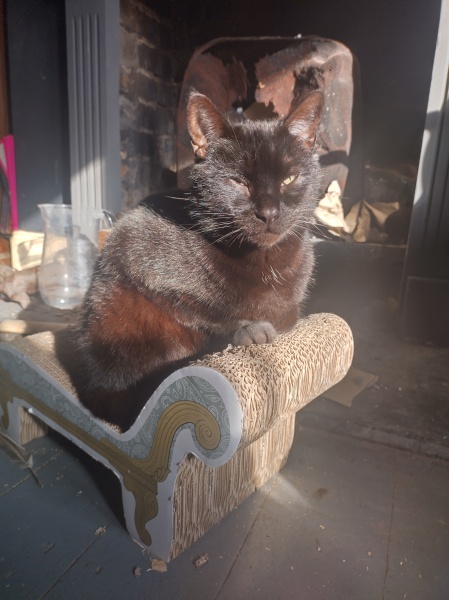 Machiavellian Misbehaviour- the Excellent Cats Deny Everything