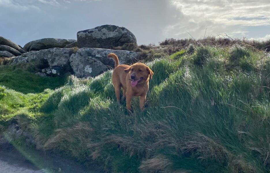 A dog photo thread - please share your pics