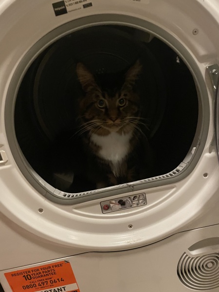 Does your cat supervise the laundry?