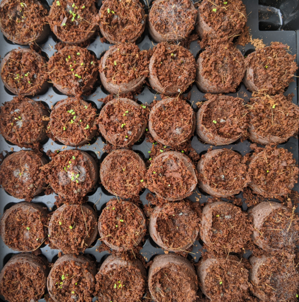 Help! Mouldy seed plugs