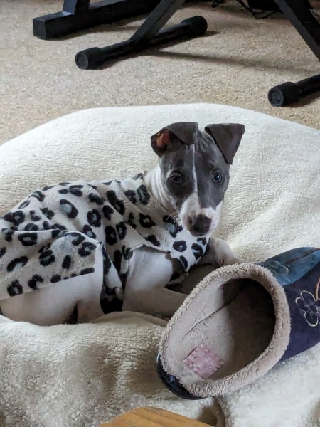 Puppy Survival Thread - for old and new pups heading into winter