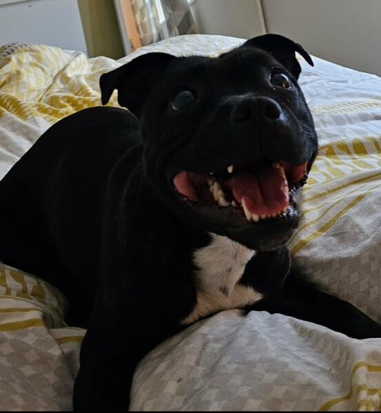 A dog photo thread - please share your pics