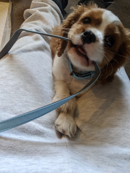 Puppy Survival Thread for New and Old Pups - Spring is around the corner!