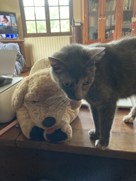 Machiavellian Misbehaviour- the Excellent Cats Deny Everything