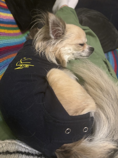 How long to leave the suit on after a spay?