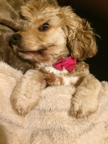 A dog photo thread - please share your pics