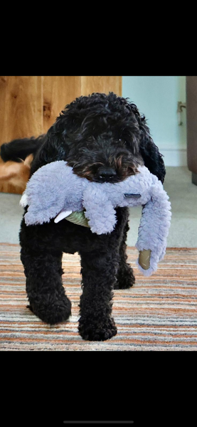 Which (small) dog breed would you recommend?