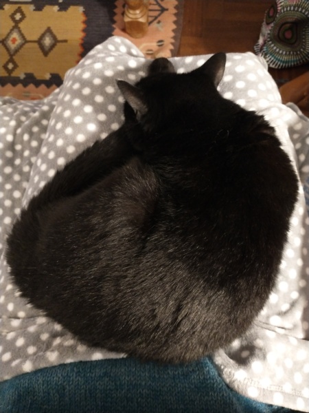 Tales and Tails and NMCs  -  the Excellent Cats March On