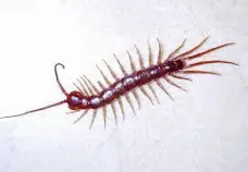 What are these insects in my house? Freaking me out!