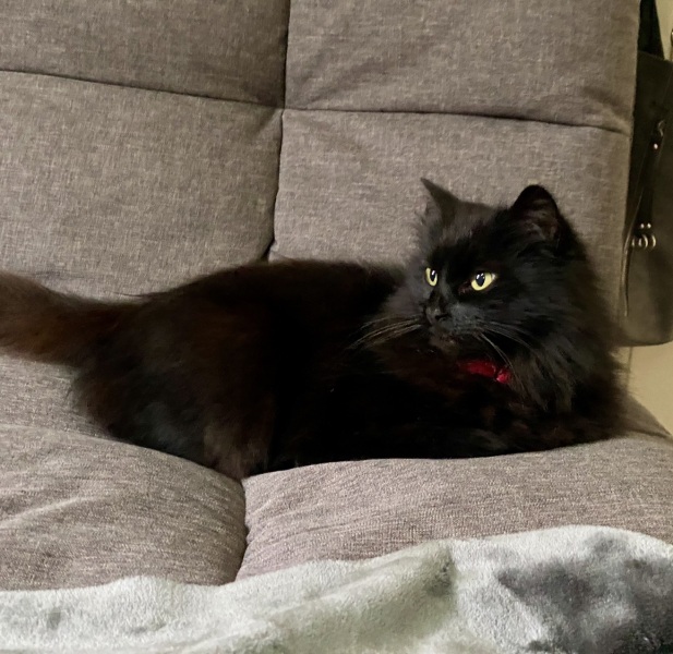 Unplanned cat