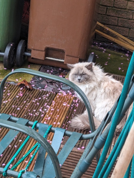 What can I do about this Ragdoll
