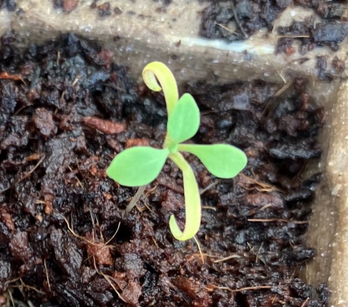 Mystery seedlings