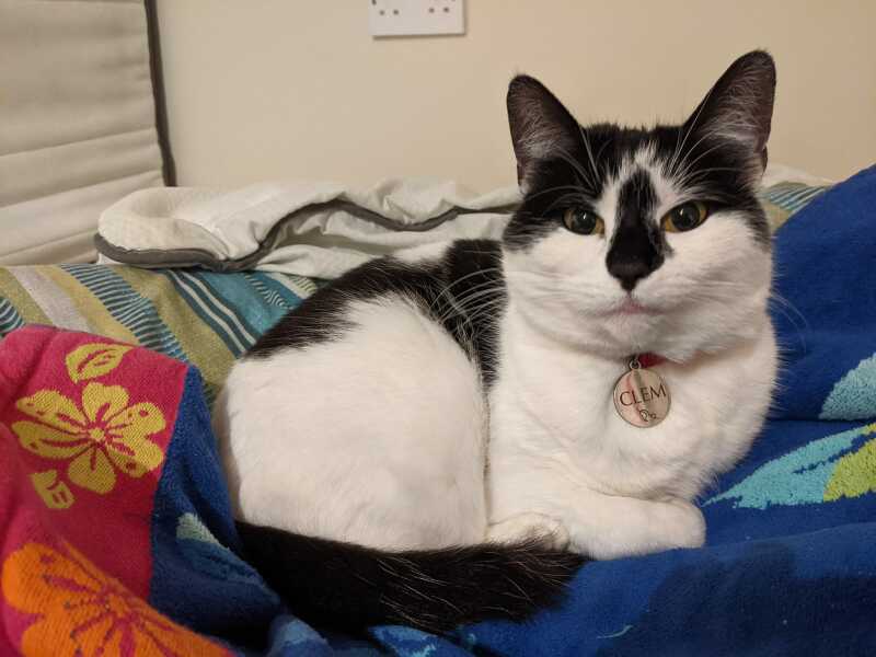 Are your cats moulting yet?