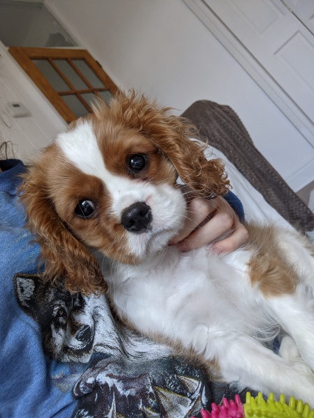 Puppy Survival Thread for New and Old Pups - Spring is around the corner!