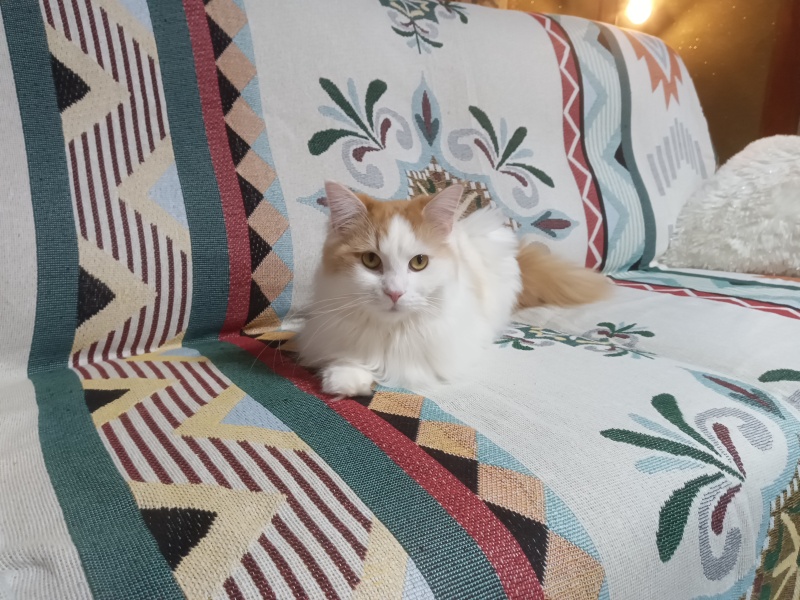 Wants to leave young cat to fend for itself whilst on holiday