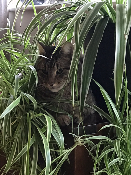 Thug cat part 5 - For he will not do destruction, if he is well-fed, neither will he spit without provocation.
