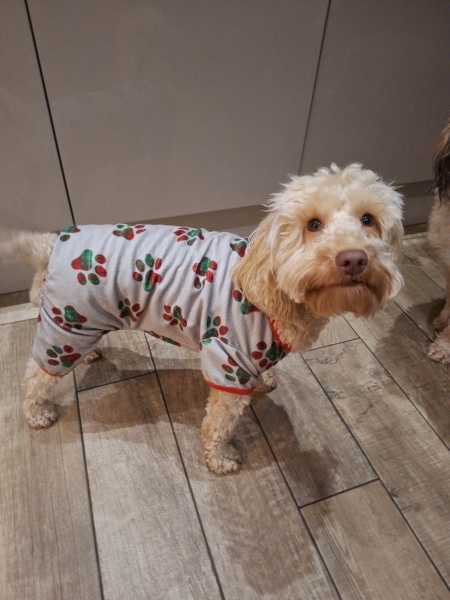 Cost of cocker spaniel?