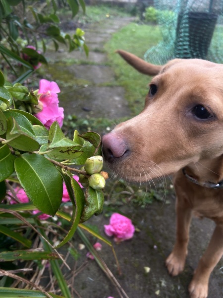 Puppy Survival Thread for New and Old Pups - Spring is around the corner!