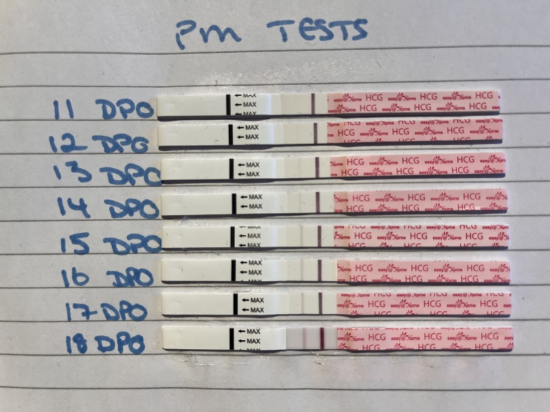 Faint lines @ 16dpo