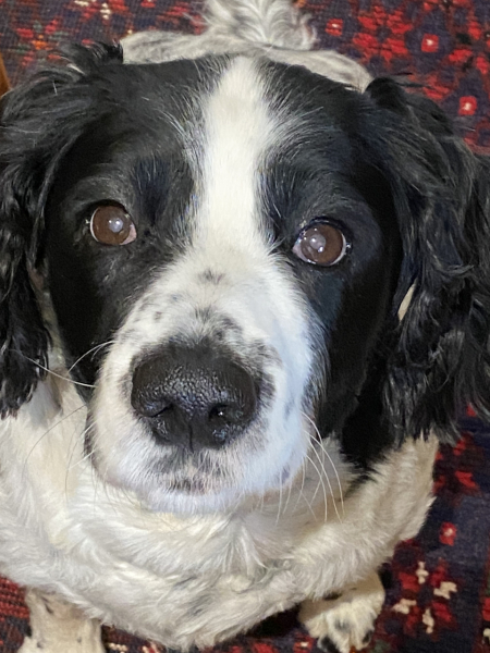 A dog photo thread - please share your pics