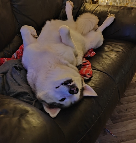 A dog photo thread - please share your pics
