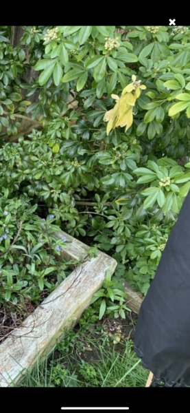 Help a cat owner out - plant identification