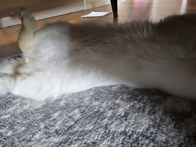 Advice needed for situation with poorly cat