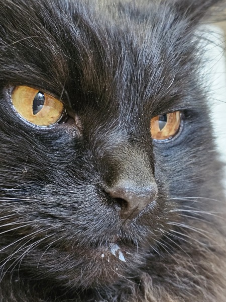 Tales and Tails and NMCs  -  the Excellent Cats March On