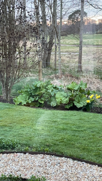 Rhubarb - advice for newbie gardener