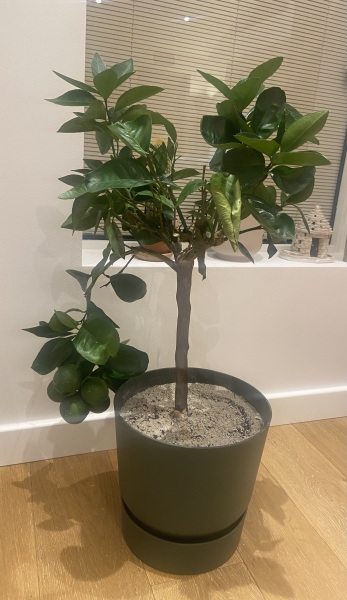 Pest Infestation? My orange tree is dying - help