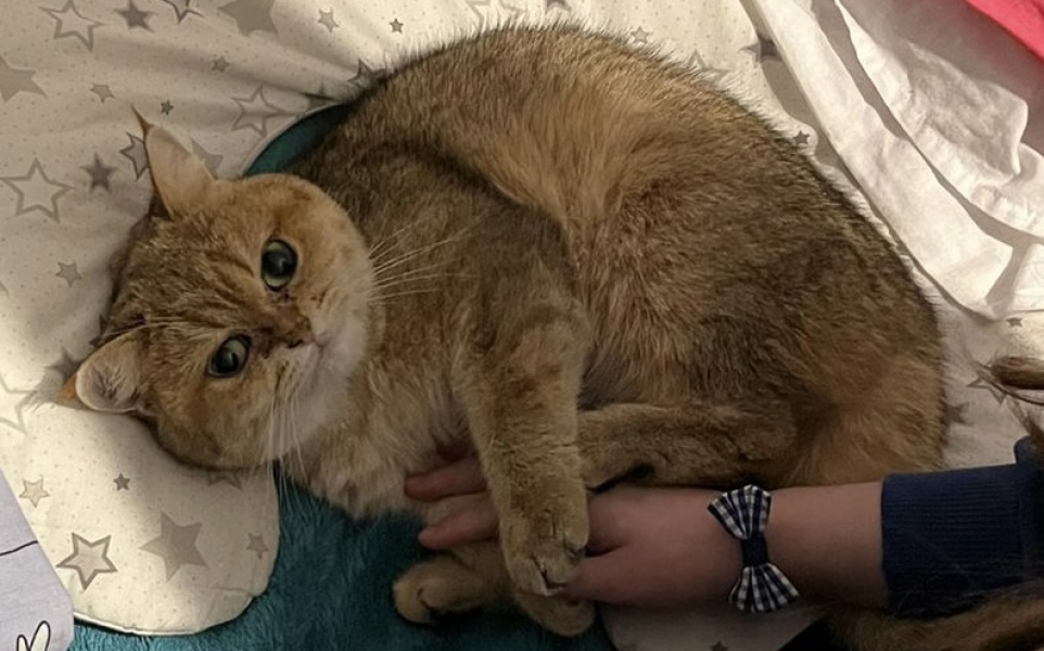 How much does your BSH weigh?